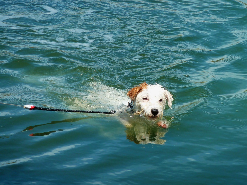 dog-1530751-960-720