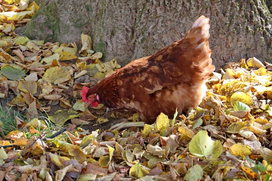 Inmitten des Stadtquartiers befindet sich ein Hühnergehege