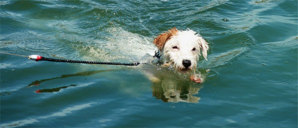hund-1